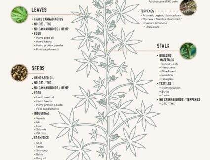 Diagram of the anatomy of a Cannabis plant