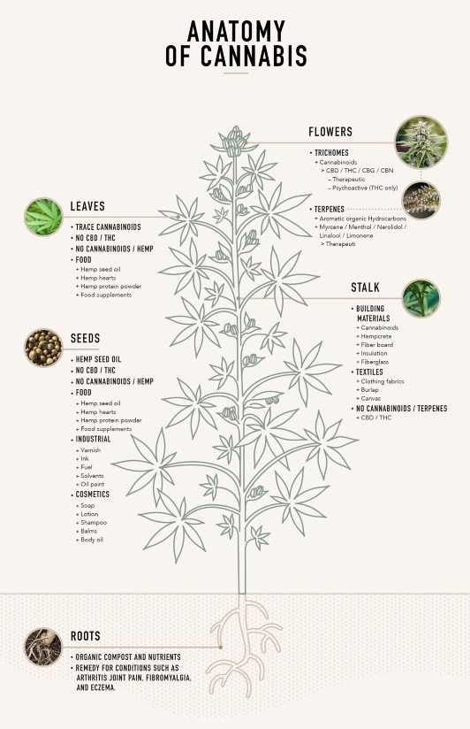 Diagram of the anatomy of a Cannabis plant